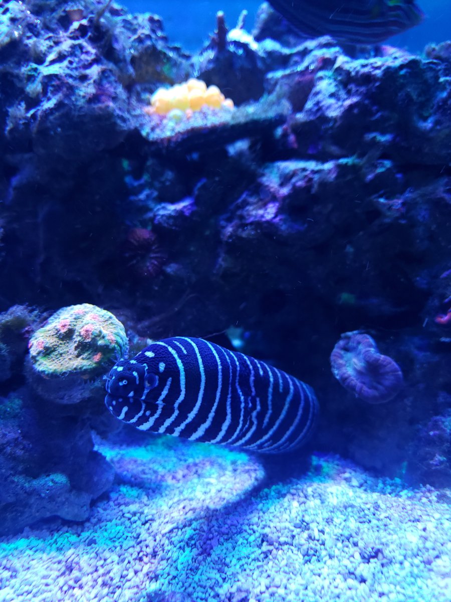Illinois - Zebra eel | REEF2REEF Saltwater and Reef Aquarium Forum