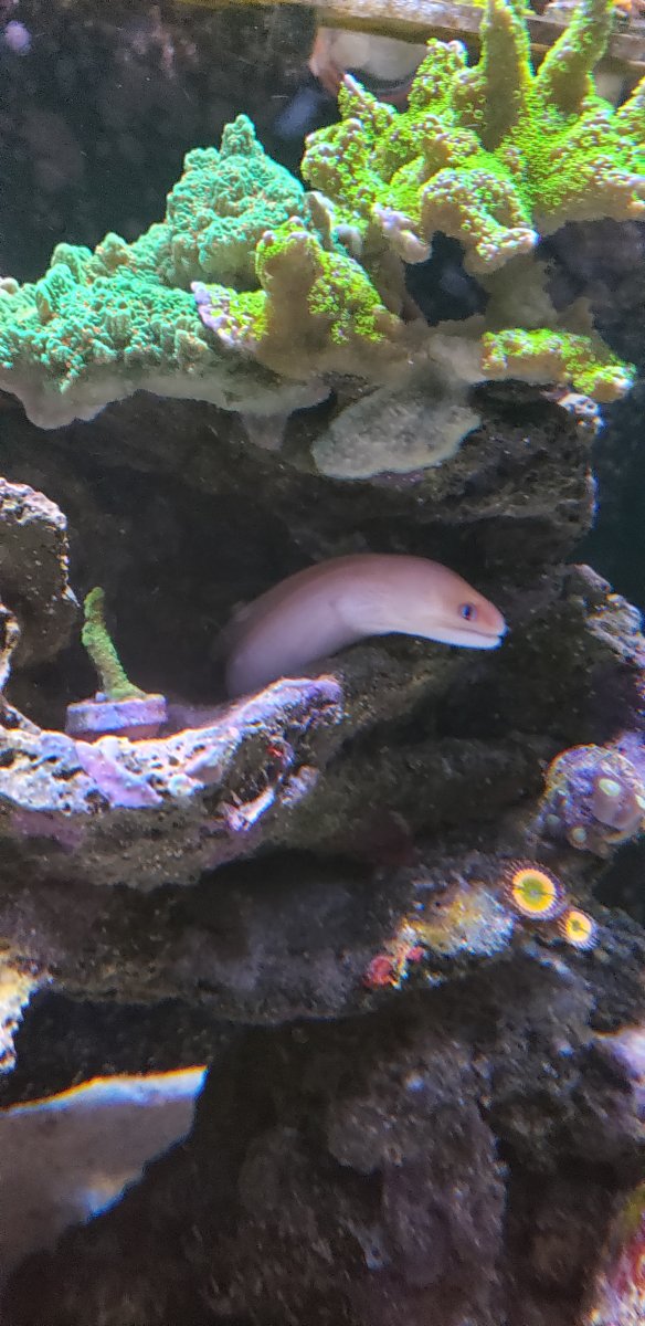 Florida - Hawaii golden dwarf moray eel | Reef2Reef