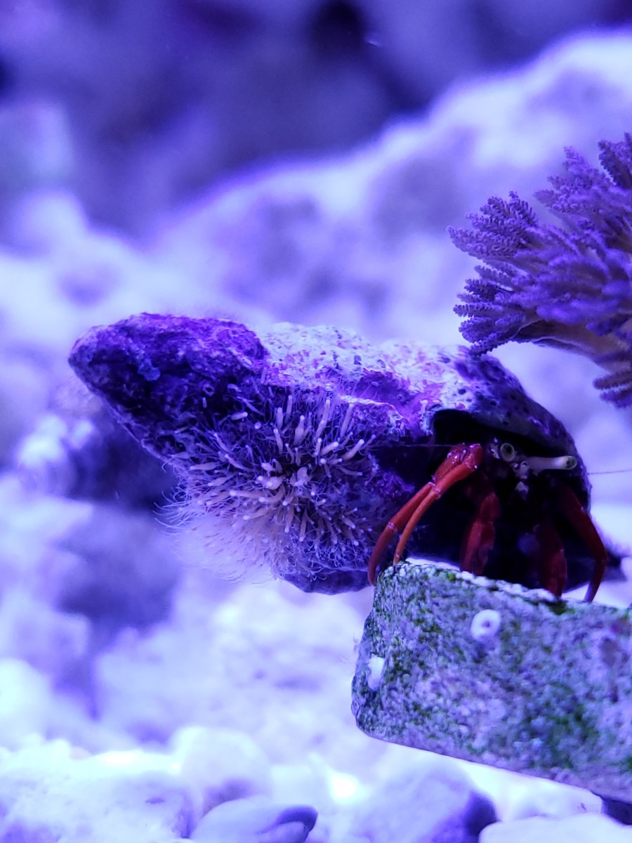 Hydroids on crab | REEF2REEF Saltwater and Reef Aquarium Forum