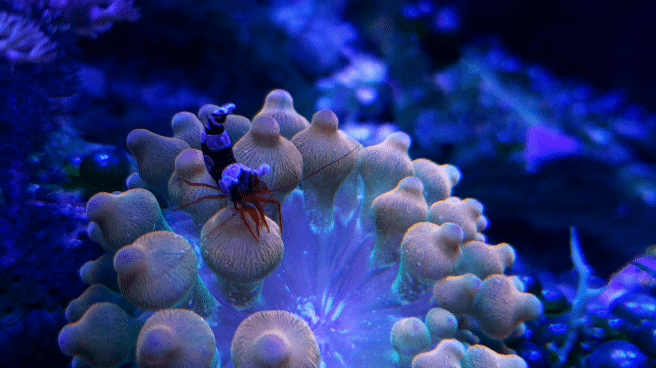 20191126_180154_3.gif