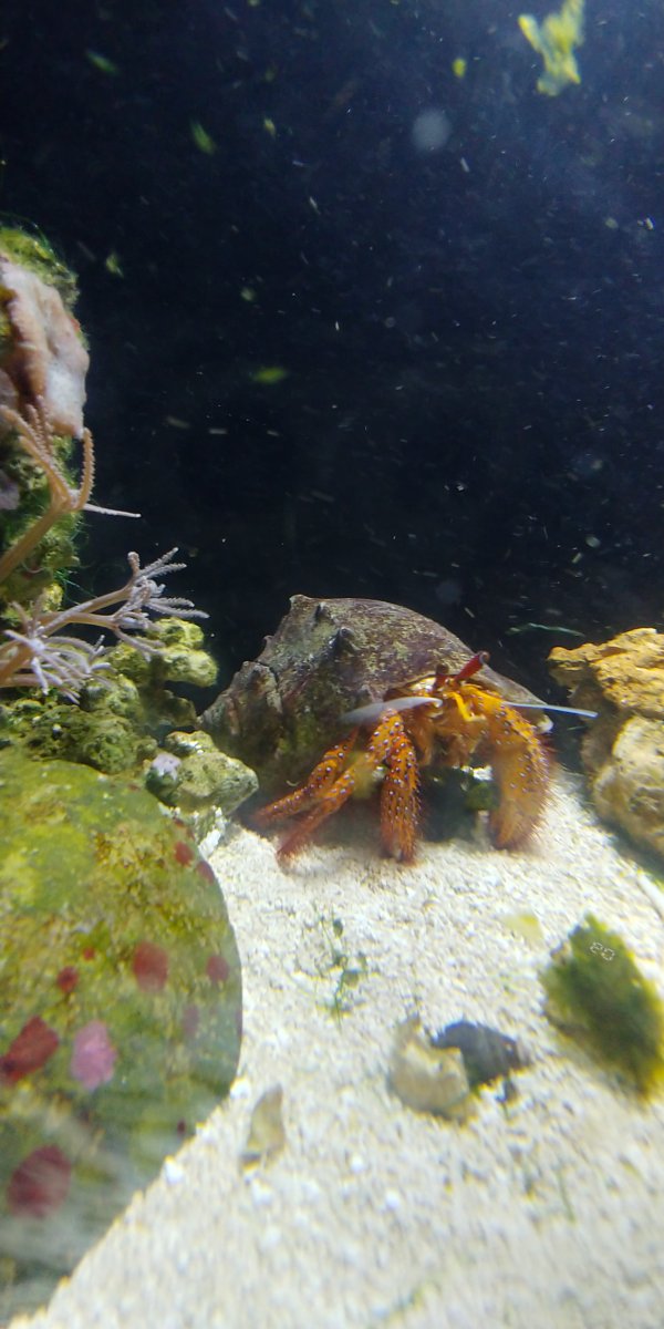 Marine giant hermit crab tank mates? | Reef2Reef
