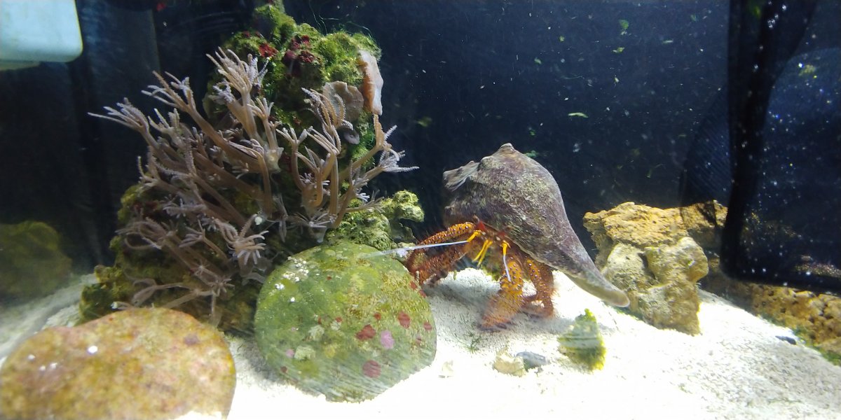 Marine giant hermit crab tank mates? | Reef2Reef
