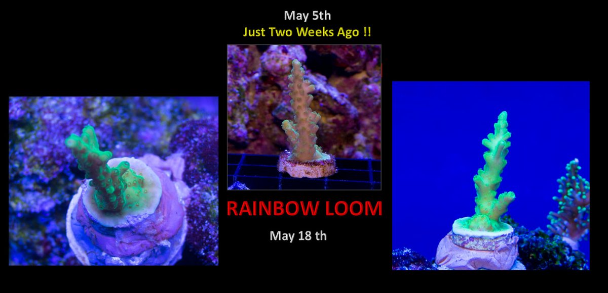 2020-05-18_Rainbow-Loom-2weekProgress.jpg
