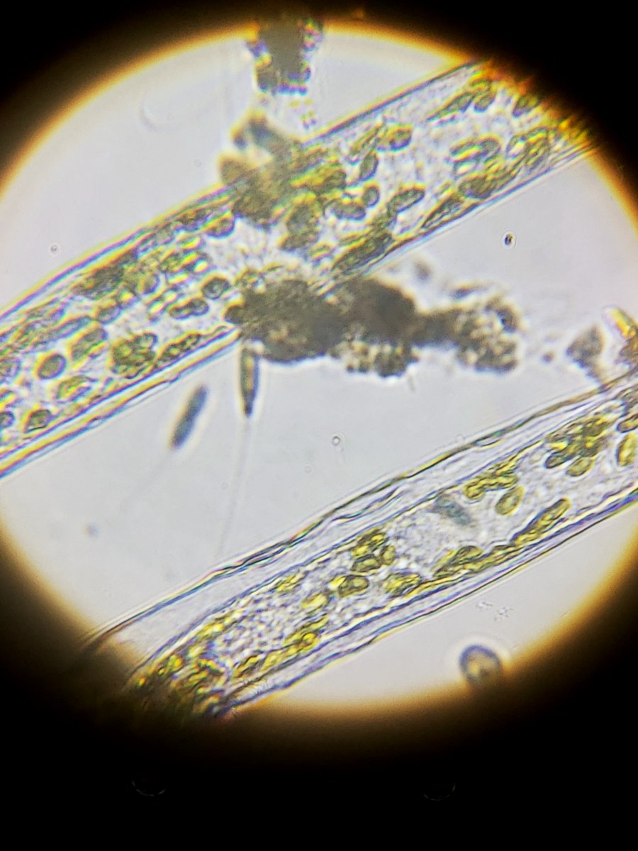 Green Hair Algae Under The Microscope With Photos Reef2reef Saltwater And Reef Aquarium Forum,Declutter Meme