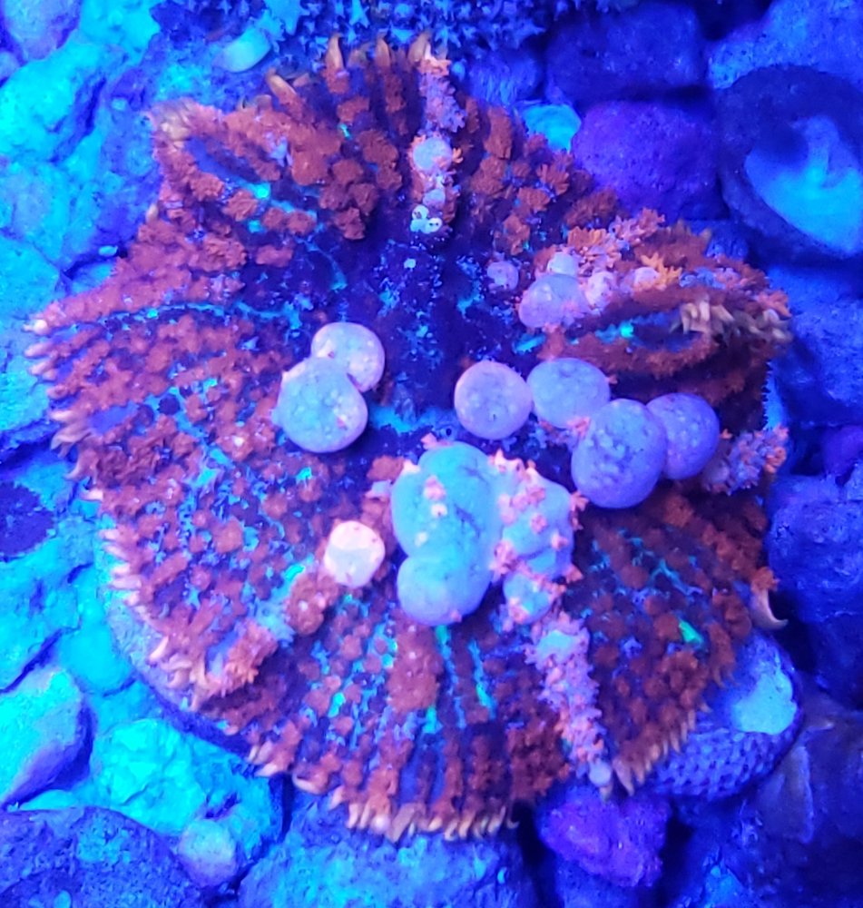 Ragnarok Bounce Mushroom | Reef2Reef