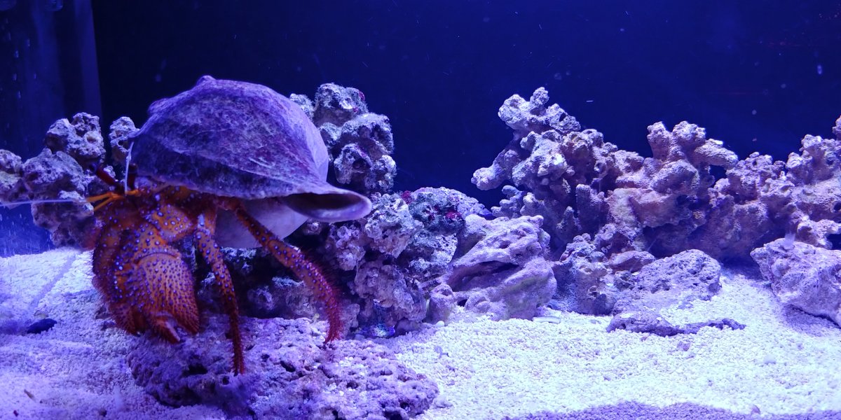 Marine giant hermit crab tank mates? | Reef2Reef