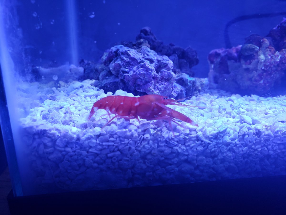 I can't ID this Pistol Shrimp, can I add a Goby?