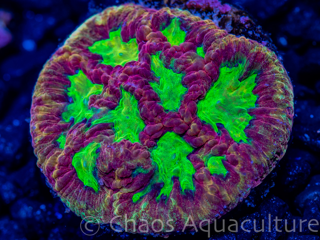 Official Favia Show Off Thread... | Page 40 | REEF2REEF Saltwater and ...