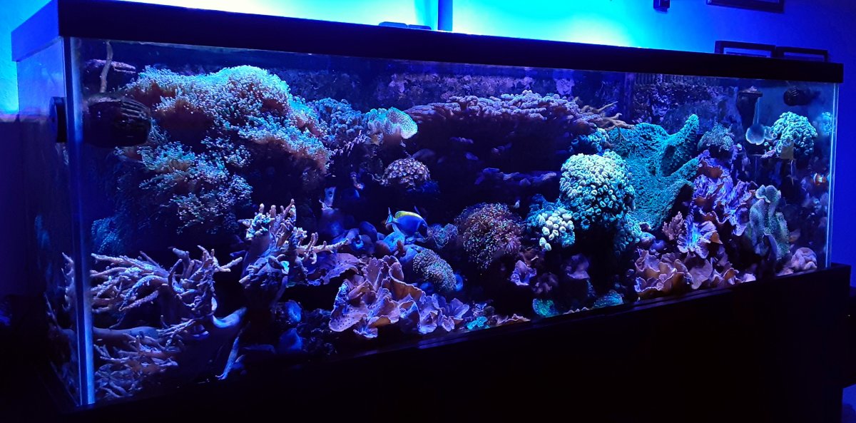 REEFING VISION: Do you have a vision and how do you make it a reality ...