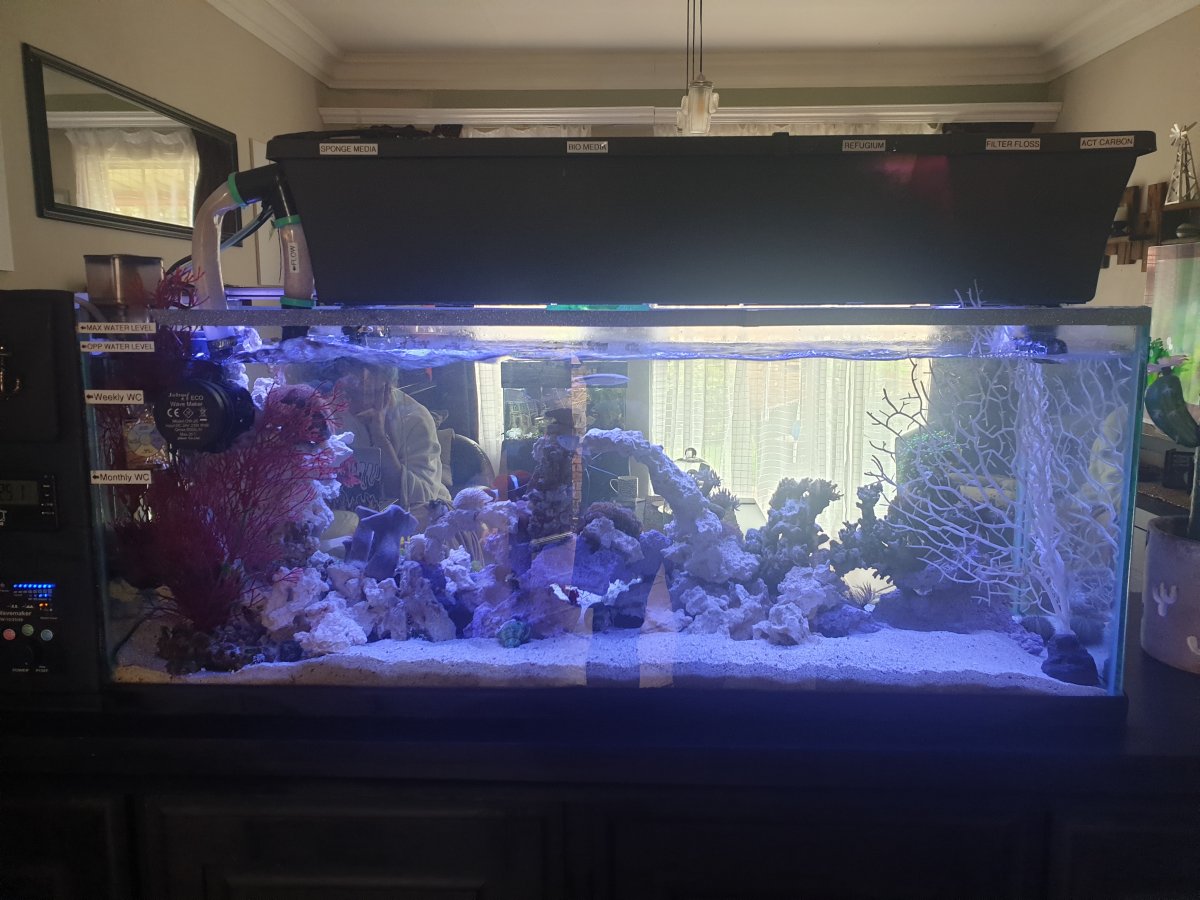 Hello - New reefer from South Africa | Reef2Reef