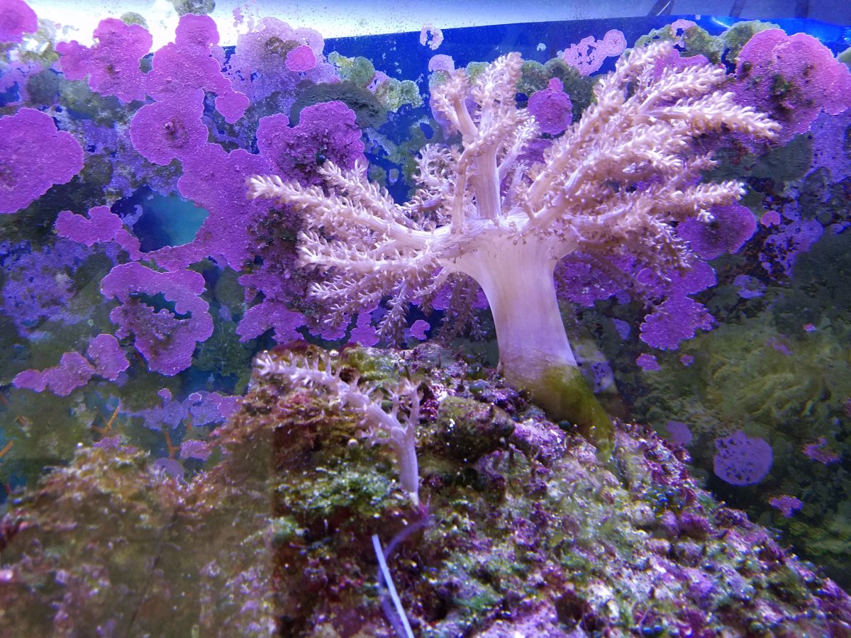 Build Thread - Growing Pains from a First Reef Build - 55g | Page 8 ...