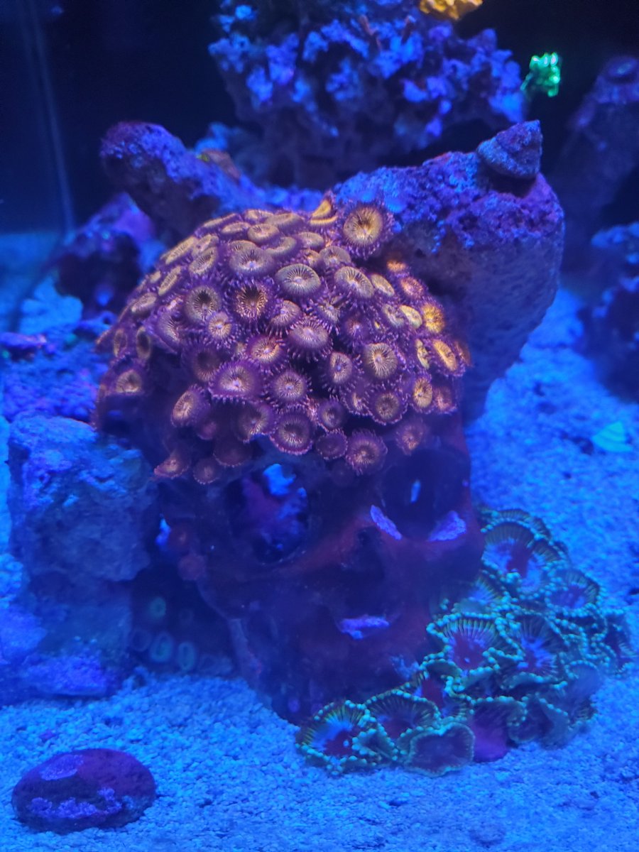 Pandora Zoa Skull | Reef2Reef
