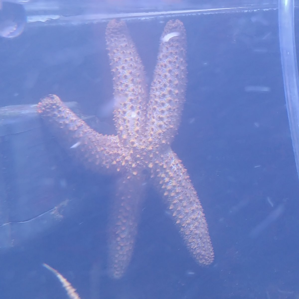 what-do-sand-sifting-starfish-eat-page-2-reef2reef