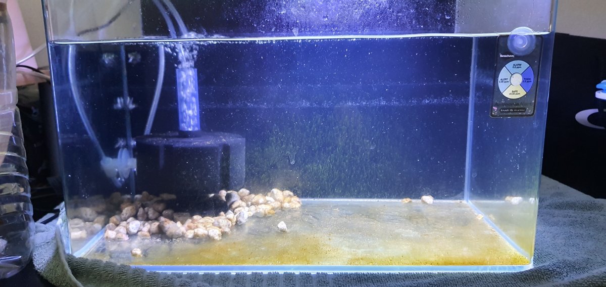 Brine Shrimp/Aquarium