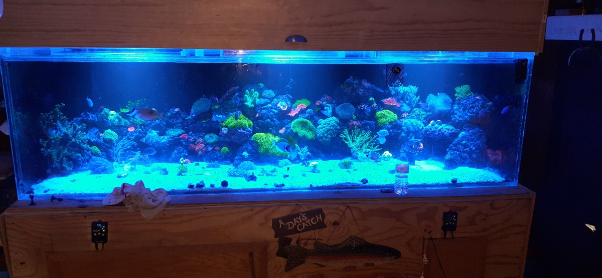 450 sq store inch fish tank