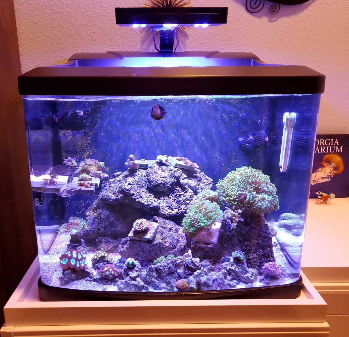 Best all in cheap one reef tank 2018