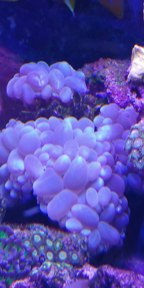 New Jersey New York Blue bubble coral for sale Reef2Reef