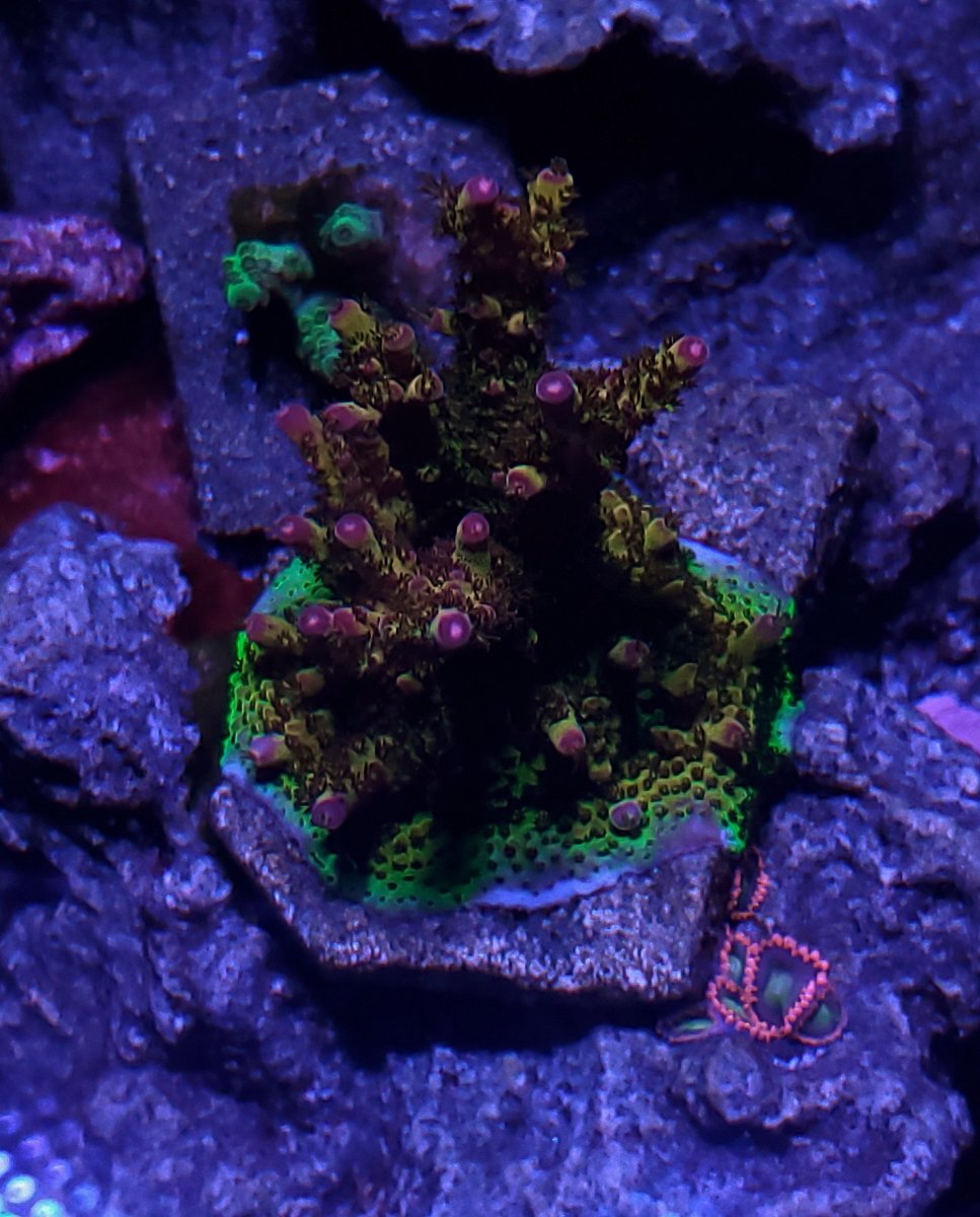 Build Thread - Deep Blue | Waterbox hybrid 80g shallow build | Reef2Reef