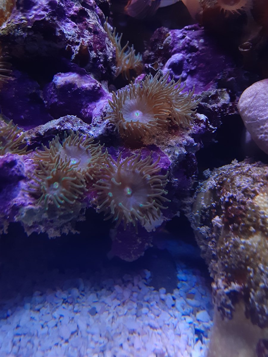Baby Majano Anemone? | REEF2REEF Saltwater and Reef Aquarium Forum