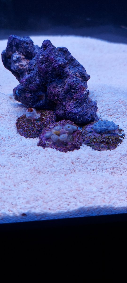 All black Zoa with Green mouth | Reef2Reef