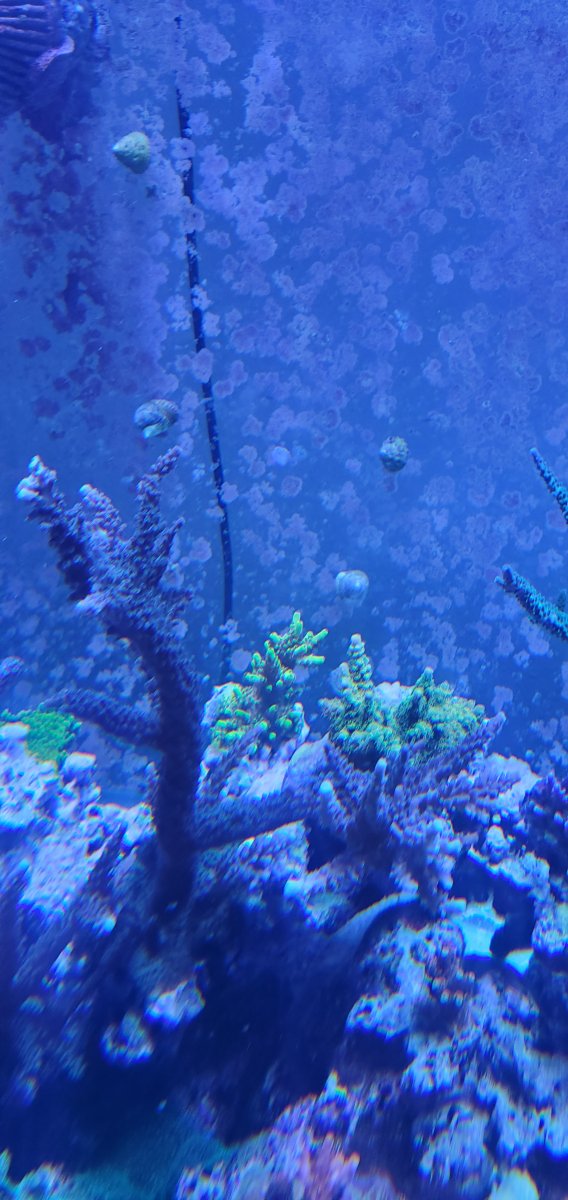 Let’s see some January to December growth pics | REEF2REEF Saltwater ...
