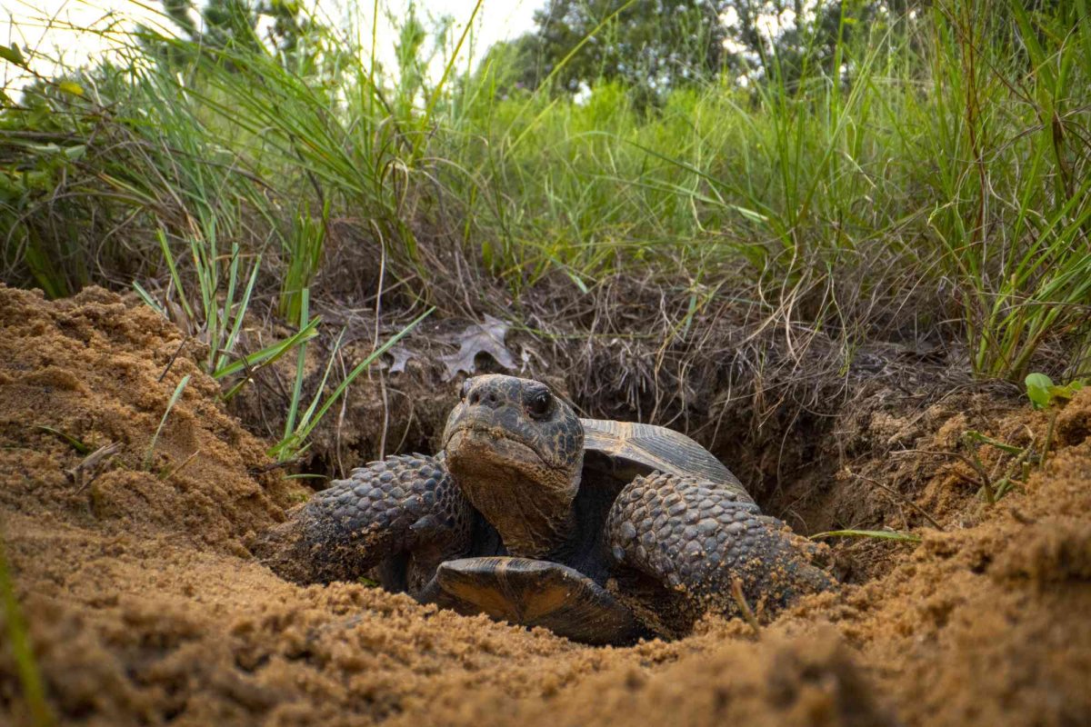 2021.09.20 - Gopher Tortoise in Burrow - Florida - Justin Grubb - Running Wild Media.jpg