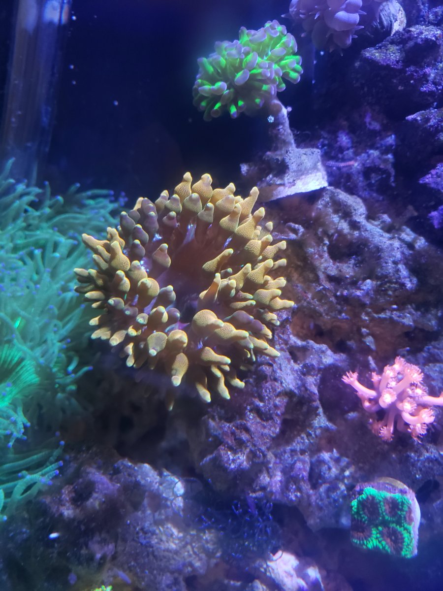 Bubble Tip Anemone bubbles and Salinity | REEF2REEF Saltwater and Reef ...