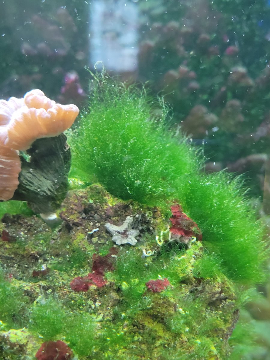 What kind of alge ???? | REEF2REEF Saltwater and Reef Aquarium Forum