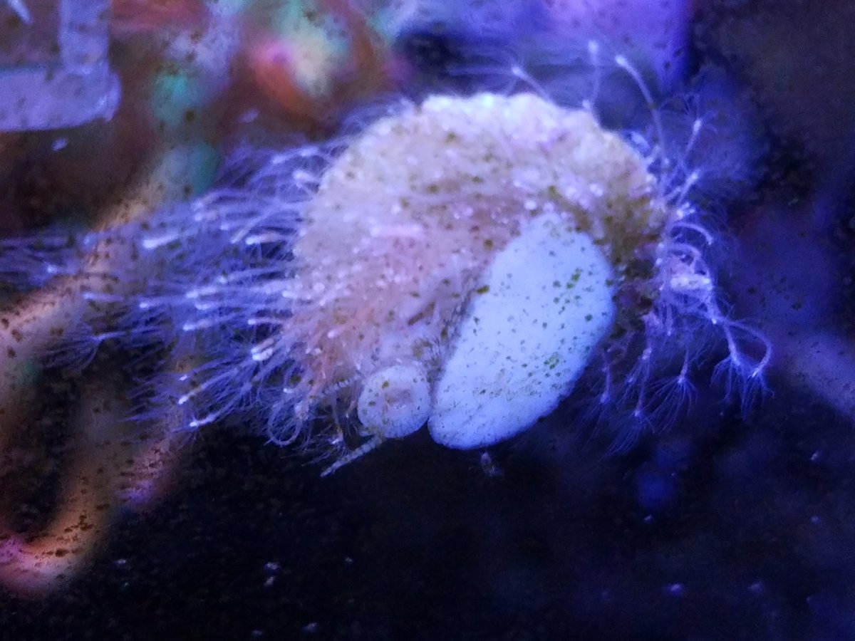 Feather duster snail? REEF2REEF Saltwater and Reef Aquarium Forum