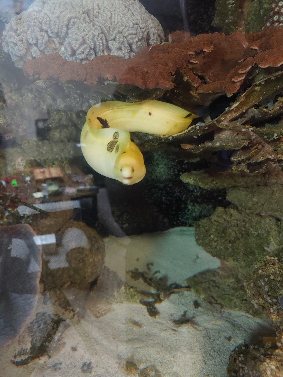 My new Golden Banana Moray Eel | Page 2 | Reef2Reef