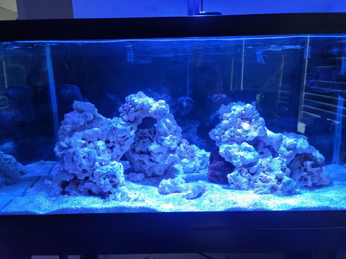40 gal breeder deals tank
