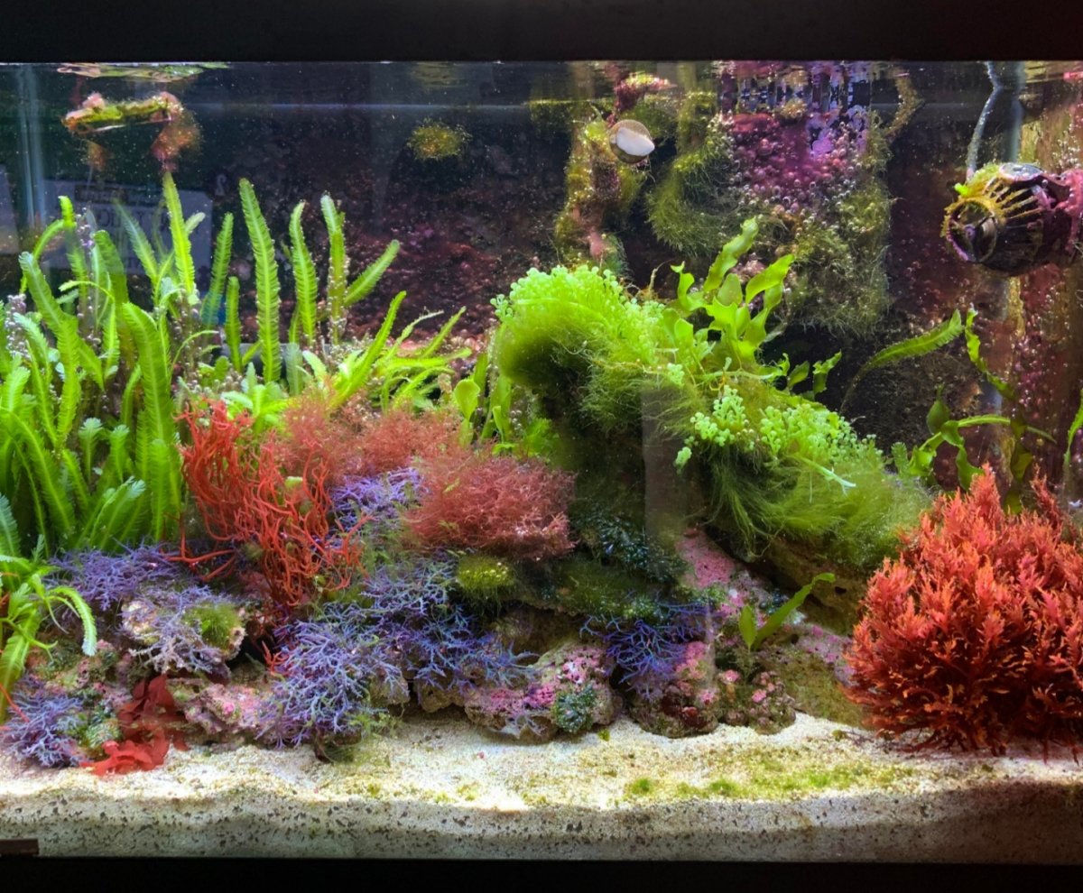 Are Macroalgae display tanks easy to do? Why isn't it more popular