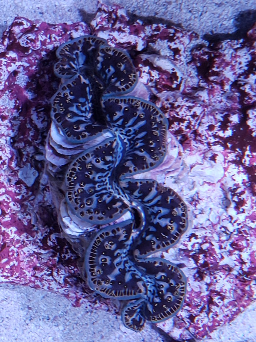 New maxima from pacific east aquaculture | Reef2Reef