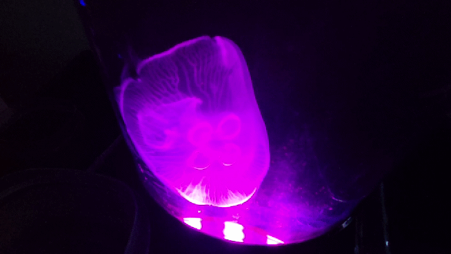 20210422_201119_1.gif