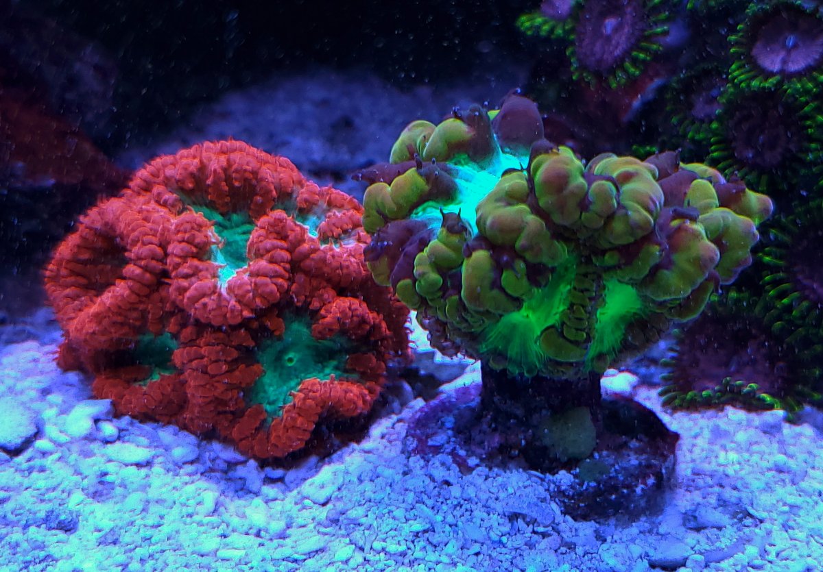 Build Thread - Deep Blue | Waterbox hybrid 80g shallow build | Page 3 ...