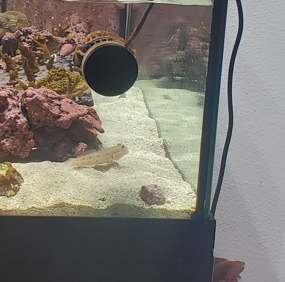 A Lonely Diamond Goby Causing A Big Mess! | Reef2Reef