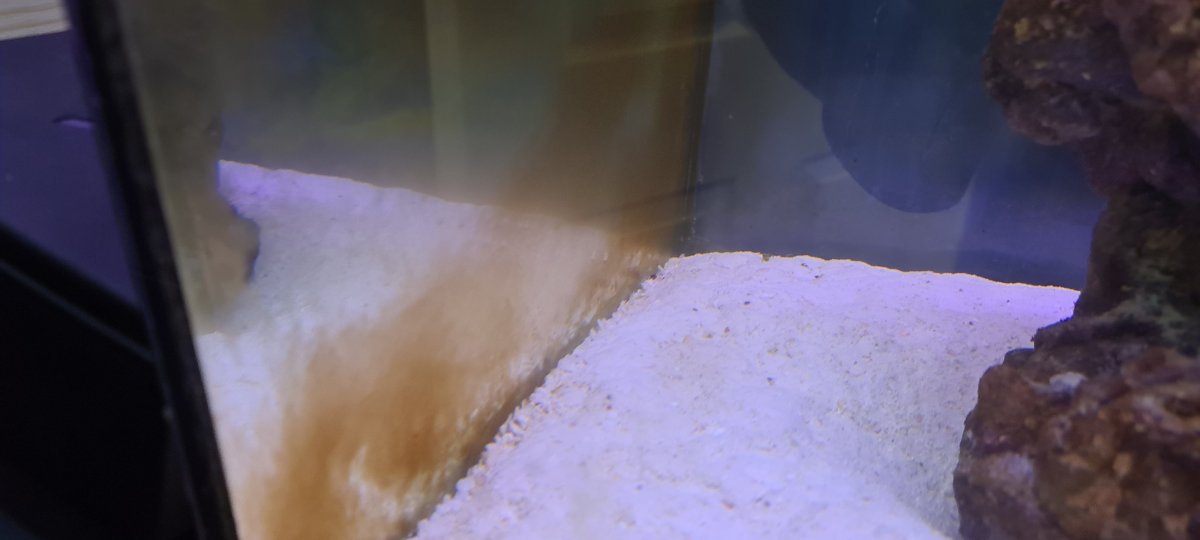 Need help battling Rust looking Algae | Reef2Reef