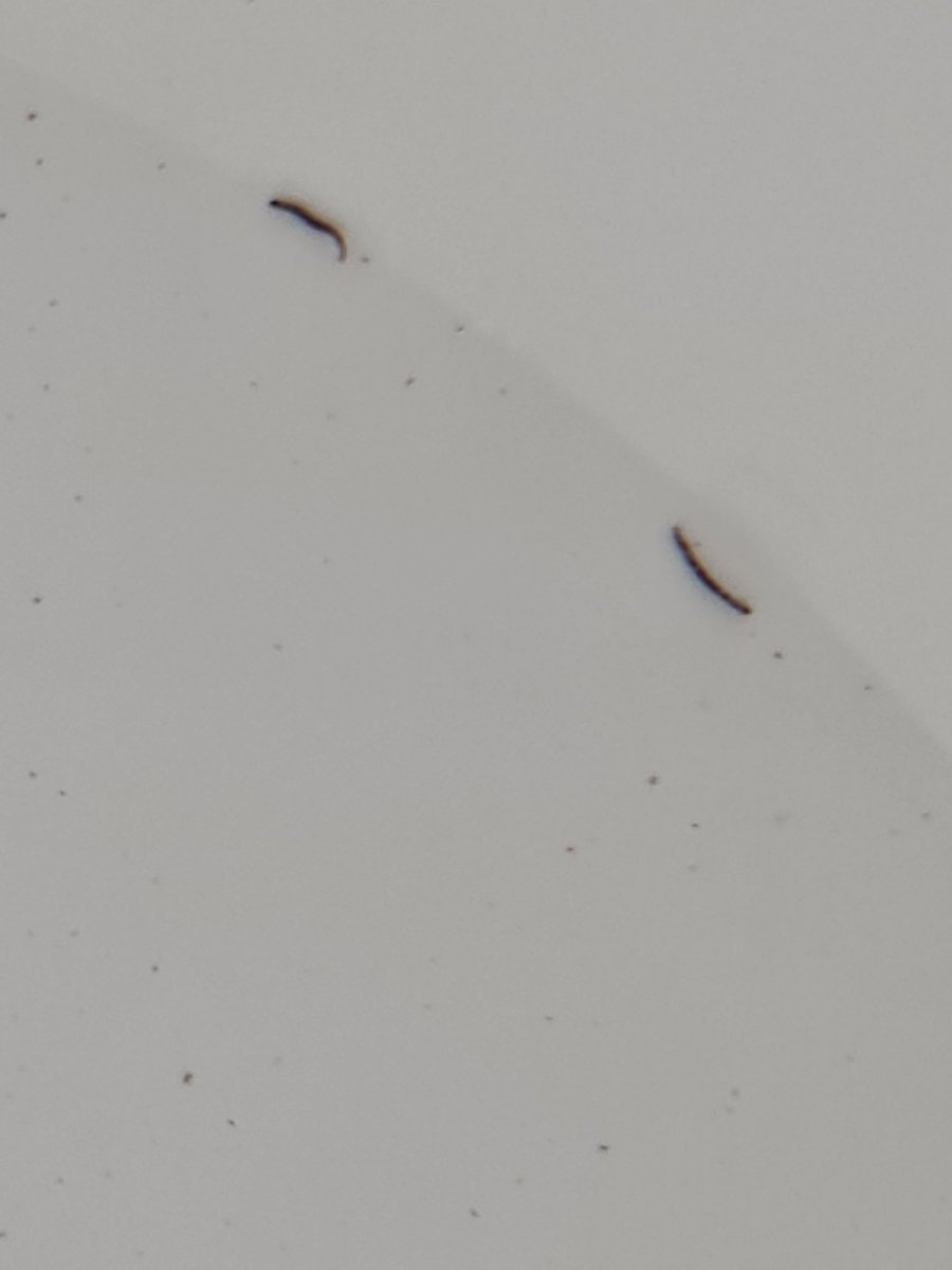 Black worms in fish on sale tank