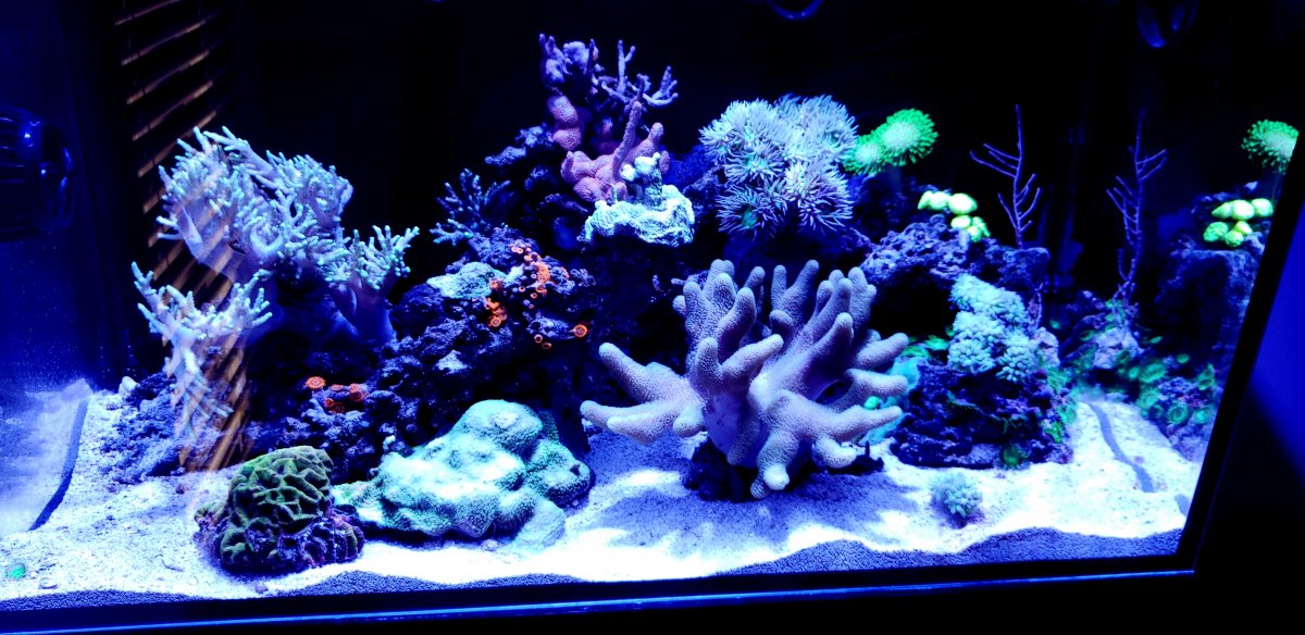 Brine shrimp in reef tank 2025