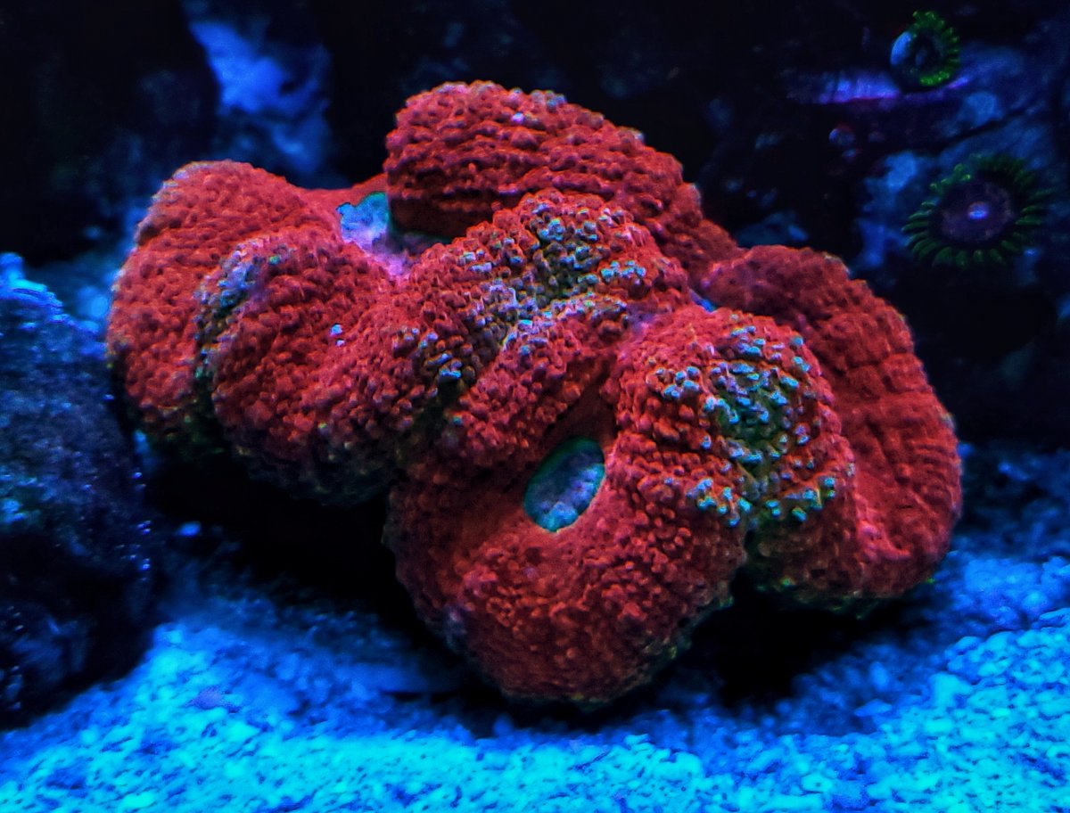Build Thread - Deep Blue | Waterbox hybrid 80g shallow build | Page 5 ...