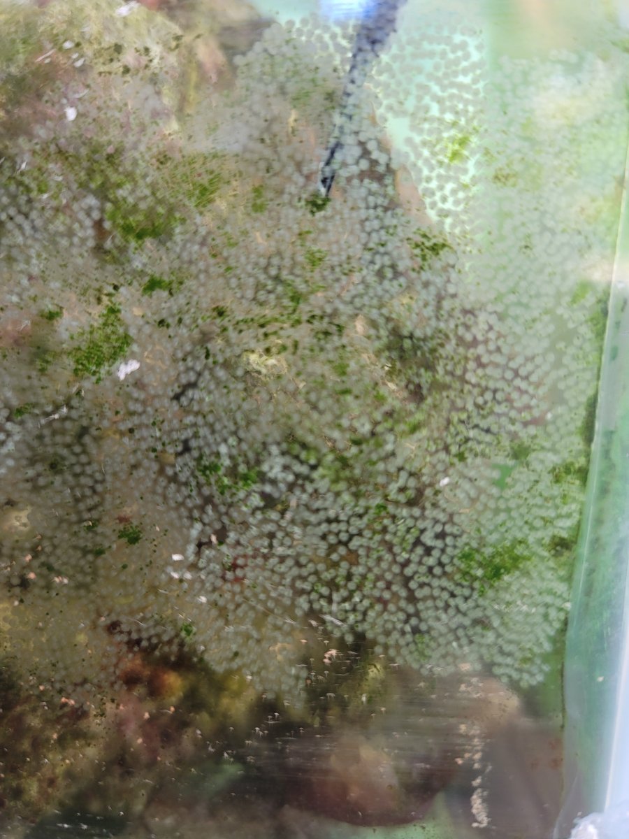 Tropical fish eggs cheap