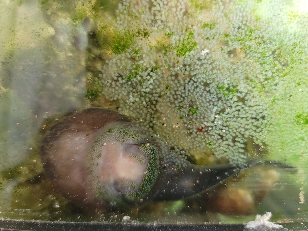 Caribbean cling fish eggs REEF2REEF Saltwater and Reef Aquarium Forum