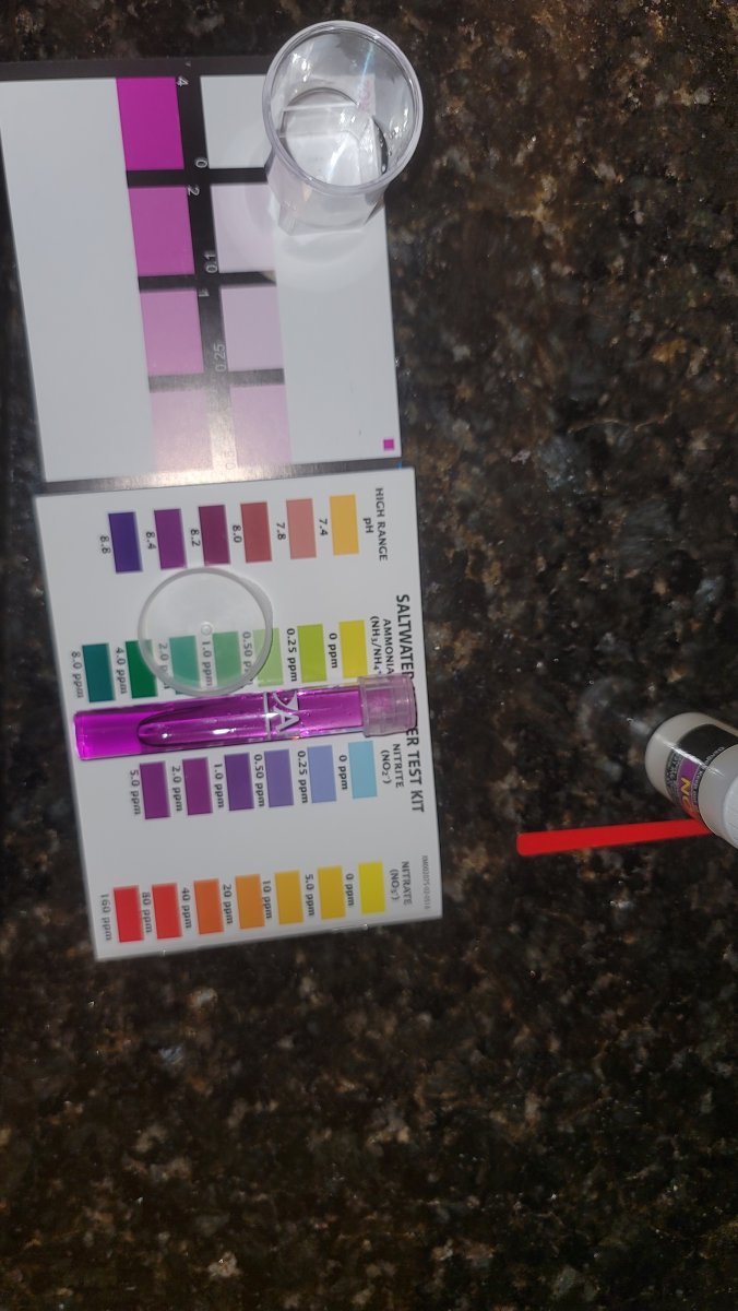 Wildy different results from api and salifert nitrite tests