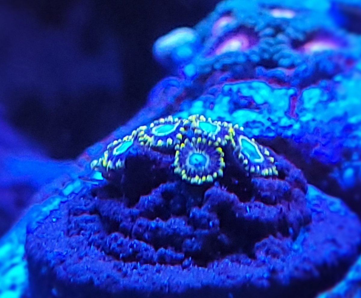 The Definitive Zoa List Page 2 REEF2REEF Saltwater and