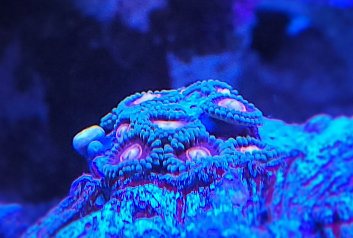 The Definitive Zoa List Page 2 REEF2REEF Saltwater and