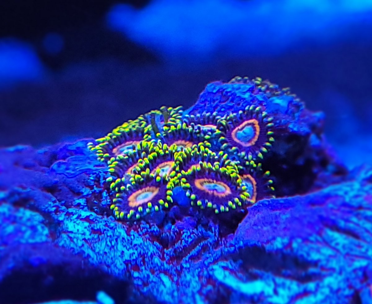 The Definitive Zoa List Page 2 REEF2REEF Saltwater and