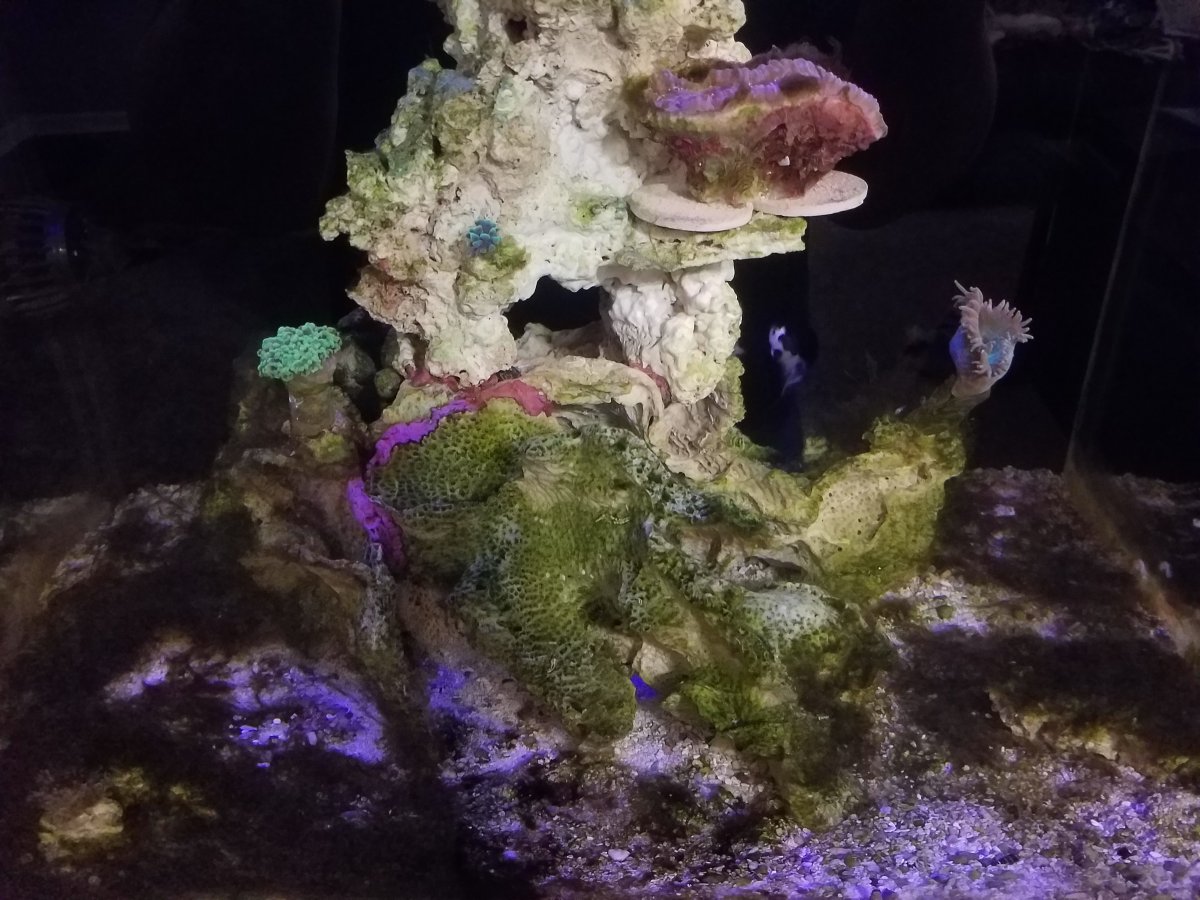 Spooky Tank Pics! Scare us with with reef related photos | REEF2REEF ...