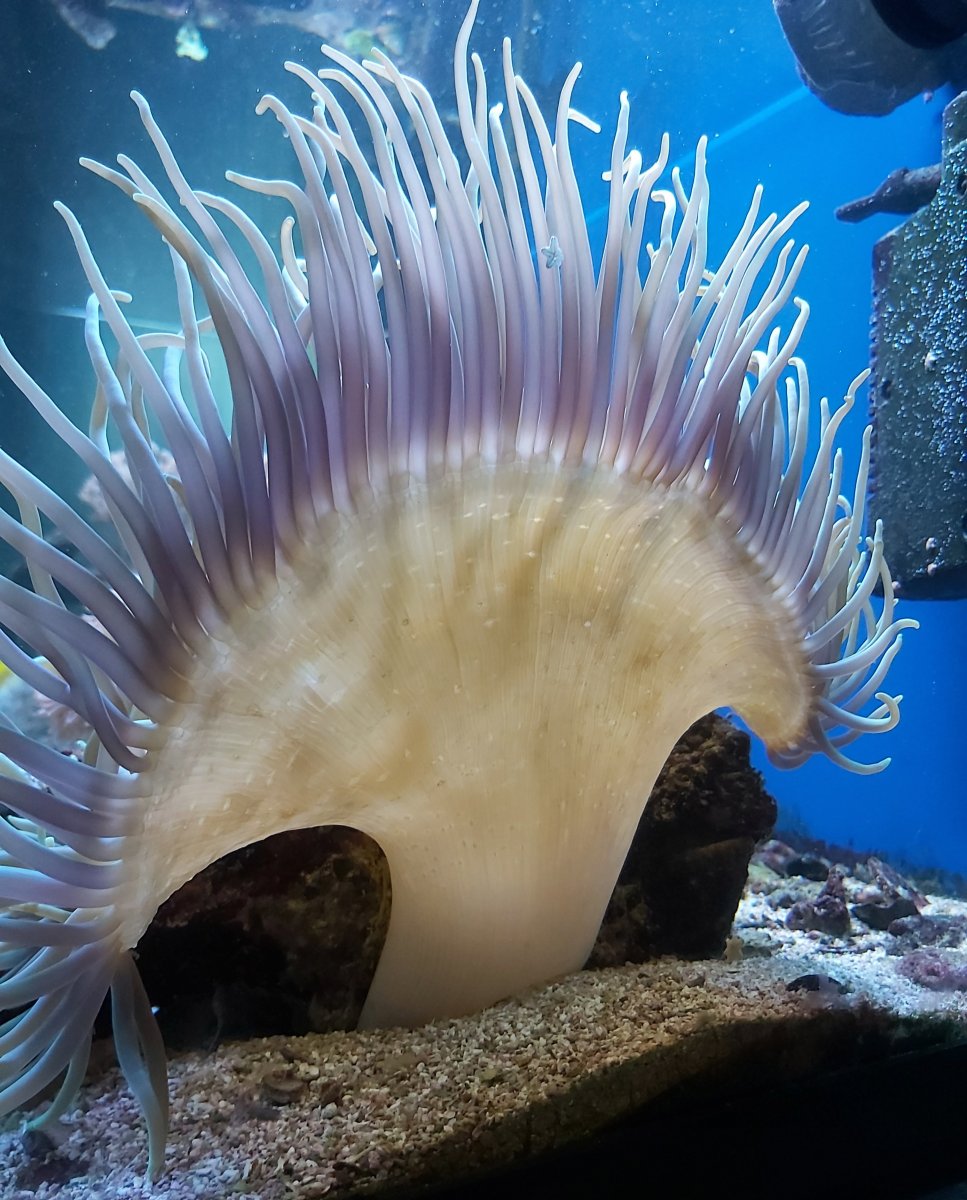 Show us your Long Tentacle Anemones ! | Reef2Reef