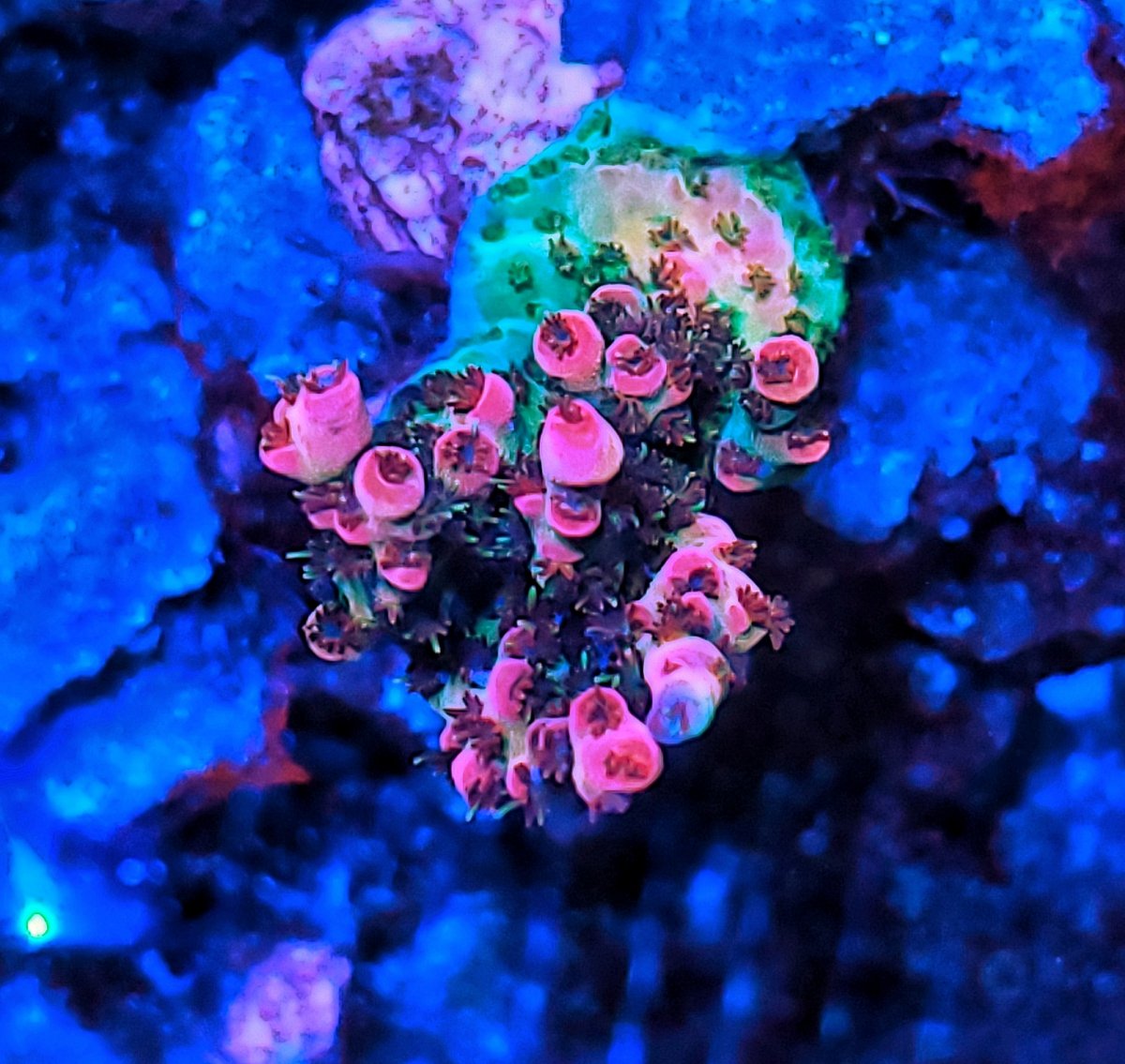 Build Thread - Deep Blue | Waterbox hybrid 80g shallow build | Page 6 ...