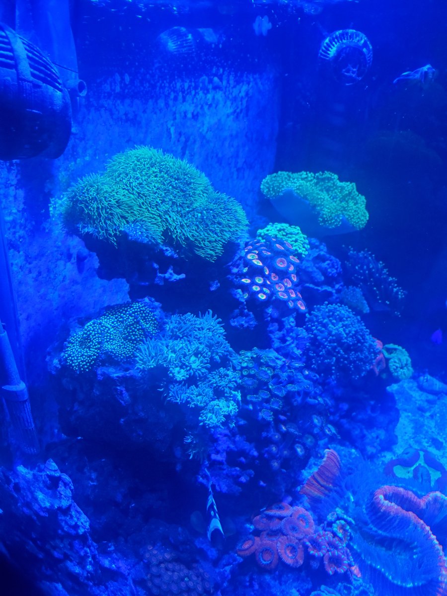 What to do with this GSP Rock | REEF2REEF Saltwater and Reef Aquarium Forum